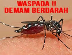 Kota Bogor Alami 288 Kasus DBD, Warga Diminta Waspada!