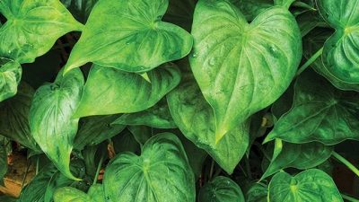 Daun Keladi Tikus Efektif untuk Sembuhkan Batuk? Ini Faktanya