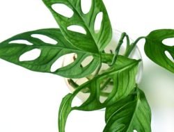 Inilah Manfaat Tanaman Janda Bolong Untuk Kesehatan Yang Diakui Medis