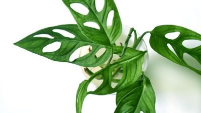 Inilah Manfaat Tanaman Janda Bolong Untuk Kesehatan Yang Diakui Medis