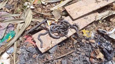 Geger! Belasan Ular Cobra Jawa Masuki Rumah Warga di Citeureup