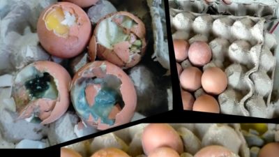 Penerima BPNT Desa Karang Tengah Terima Telor Busuk