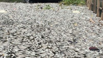 Soal Pencemaran Setu Yang Berulang, DLH Kabupaten Bogor Cuma Omdo