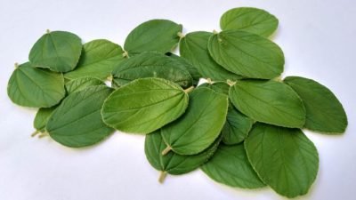 Segudang Manfaat Daun Bidara untuk Kesehatan, Apa Saja?