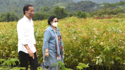 Kunjungi Persemaian Modern di Rumpin, Jokowi Akan Bangun 30 Nursery lainnya