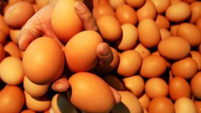 Dosen IPB University Bagikan Tips Menguji Kualitas Telur dengan Tes Apung
