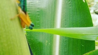 Prof Damayanti Buchori: Serangga Memiliki Manfaat Besar Bagi Kehidupan