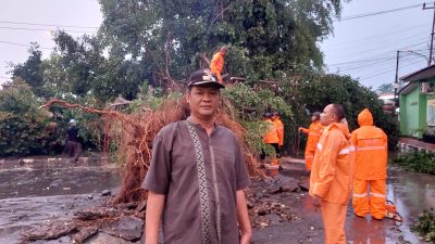 Diterjang Hujan Badai, Pohon Umur 20 Tahun di Depan Kantor Desa Gunung Putri Tumbang