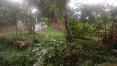 Disperumkim Kota Bogor Adakan Pembibitan Tanaman Keras untuk Penghijauan