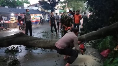 Pohon Tumbang Akibat Hujan Deras Disertai Angin Kencang Lumpuhkan Jalan Gunung Putri