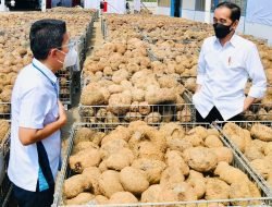 Potensi Umbi Porang sebagai Komoditi Ekspor Andalan