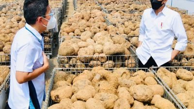 Potensi Umbi Porang sebagai Komoditi Ekspor Andalan