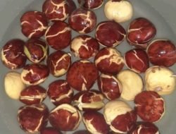 Jengkol Mulai Diminati hingga Tembus Pasar Ekspor Jepang