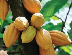 Tantangan Industri Cokelat Lokal