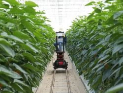 Pengembangan dan Implementasi Smart Farming di Indonesia