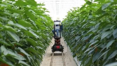 Pengembangan dan Implementasi Smart Farming di Indonesia