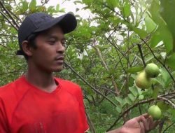 Strategi Pengembangan Agribisnis Komoditi Jambu Biji Merah