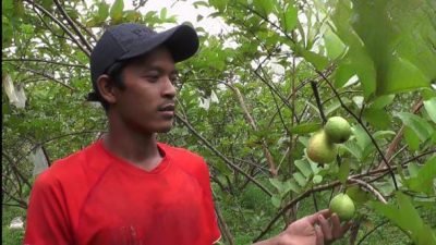 Strategi Pengembangan Agribisnis Komoditi Jambu Biji Merah