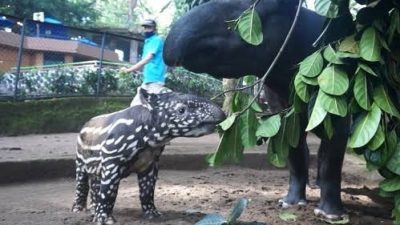 Lahir Anak Tapir, Koleksi Kebun Binatang Bandung Bertambah
