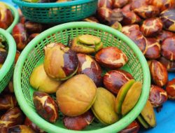 Jengkol Dibenci Karena Baunya, Tapi Ternyata Kaya Vitamin, Apa Saja?