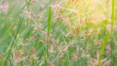 Rumput Teki, Gulma yang Memiliki Banyak Manfaat
