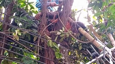 Ngeri! Tersengat Aliran Listrik, Pekerja Kabel Optik Tewas Saat Tarik Kabel Indosat