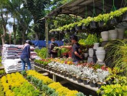 Bisnis Tanaman Hias Pada Saat Pandemi