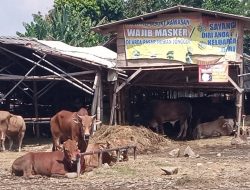 Tak Tersentuh Vaksin PMK, Pedagang di Pasar Hewan Jonggol Rogoh Kocek Jutaan Untuk Beli Obat