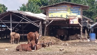 Tak Tersentuh Vaksin PMK, Pedagang di Pasar Hewan Jonggol Rogoh Kocek Jutaan Untuk Beli Obat