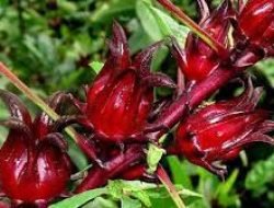 Kupas Tuntas Manfaat dan Prospek Komoditi Bunga Rosella