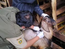 Pasar Hewan Jonggol Kembali Dibuka Pasca Lockdown 14 Hari