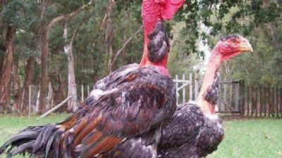 Pakar Genetika Ini Ungkap Kelebihan dan Uniknya Ayam Leher Gundul