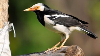 Inilah Fakta Unik Seputar Burung Kicau
