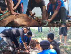 DPC Demokrat Kabupaten Bogor Sembelih 17 Hewan Kurban Dibagikan Kepada Warga, Ini Kata Dechan
