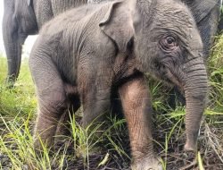 Horeee, Bayi Gajah Betina Lahir di PLG Padang Sugihan