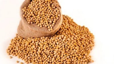 Kualitas Kedelai Lokal Tidak Kalah Saing Dengan Kedelai Impor? Ini Faktanya