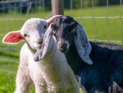 Waw! Ternyata Kambing Lebih Pintar dari Ternak Lainnya, Ini Faktanya
