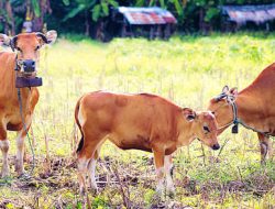 Prof Jakaria Paparkan Keunikan Sapi Bali dan Peluangnya Jadi Daging Premium