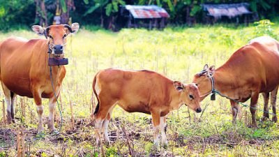 Prof Jakaria Paparkan Keunikan Sapi Bali dan Peluangnya Jadi Daging Premium