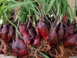 Inilah 12 Khasiat Bawang Dayak untuk Kesehatan, Nomor 1 dan 5 Gak Nyangka!