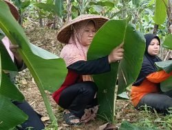 Sudah Puluhan Tahun, Kecamatan Tanjungsari Jadi Penyuplai Daun Pisang Terbesar ke Jakarta