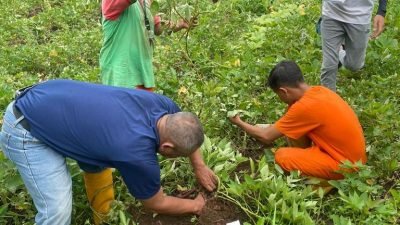 Hasil Riset IPB: Pupuk Organik Lebih Optimal Mendukung Budidaya Ubi Ungu