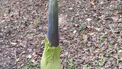 Bunga Bangkai Raksasa Mekar Saat Peringatan Kebun Raya Cibodas Ke-171