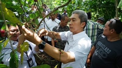 Dedie Rachim: Pengembangan Kopi Rancamaya Terus Dilanjut