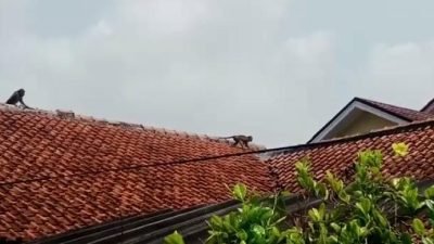 Kawanan Kera Turun Gunung Jajah Pasar dan Rumah Warga di Ciampea