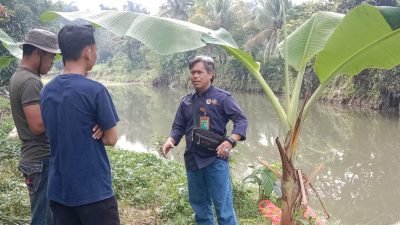 Sempat Hebohkan Warga, BKSDA Duga Buaya Muara di Sungai Cidurian Sengaja Dibuang Sang Pemilik