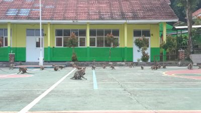 Waduh! Puluhan Monyet Cari Makan di SMAN 1 Ciampea
