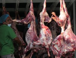 Pertama dalam Sejarah, Daging Dam Jemaah Haji akan Dikirim dan Dibagikan untuk Masyarakat Indonesia