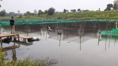 Terkendala Modal, Petani Ikan Hias di Kemang Berharap Bantuan Pemkab Bogor