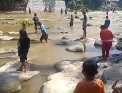 Warga Desa Kalong Liud Nanggung Digegerkan Banyaknya Ikan Mati di Sungai Cikaniki, Ulah Siapa?